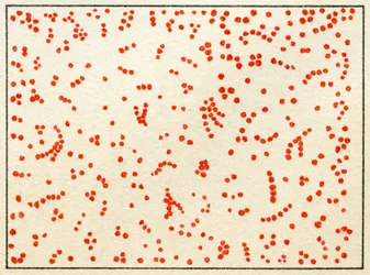 Échantillon de bactéries Micrococcus